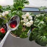 Klingt unglaublich, aber mit nur einer Anwendung wird es eine Blumenexplosion geben