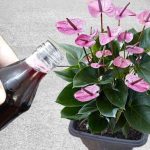 Unkultivierter Garten, nur mit dieser Zutat beseitigen Sie jegliches Unkraut und Sträucher