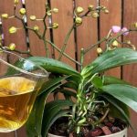 Wenn Sie Ihre Orchidee auf diese Weise füttern, blüht sie vier Jahreszeiten lang: So etwas habe ich noch nie erlebt