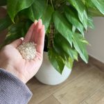 Ein Löffel für jede Blume, die Sie zu Hause haben: Sie werden eine üppige Blüte haben