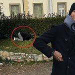 Elmedin sultan psovao majku fanovima na tik toku “Saljite sto vise giftova hocu da se zenim sa trecom zenom mamicu vam”