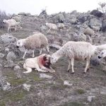 Slika uplakanog dječaka kako svira na violini svrstana je u jednu od najemotivnijih fotografija u modernoj povijesti